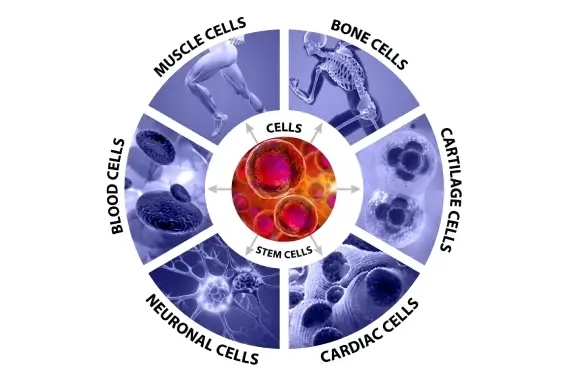 Regenerative Therapy in Tijuana